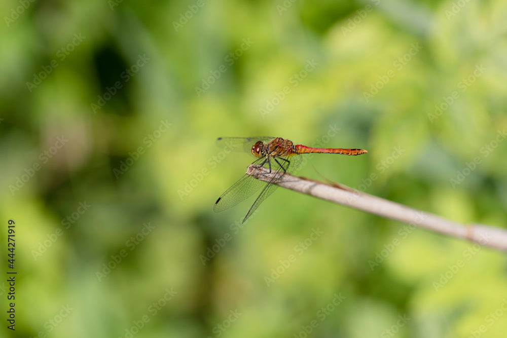 Sympetrum sanguineum Ruby Darter in close-up Sympetrum sanguineum Ruby Darter in close-up