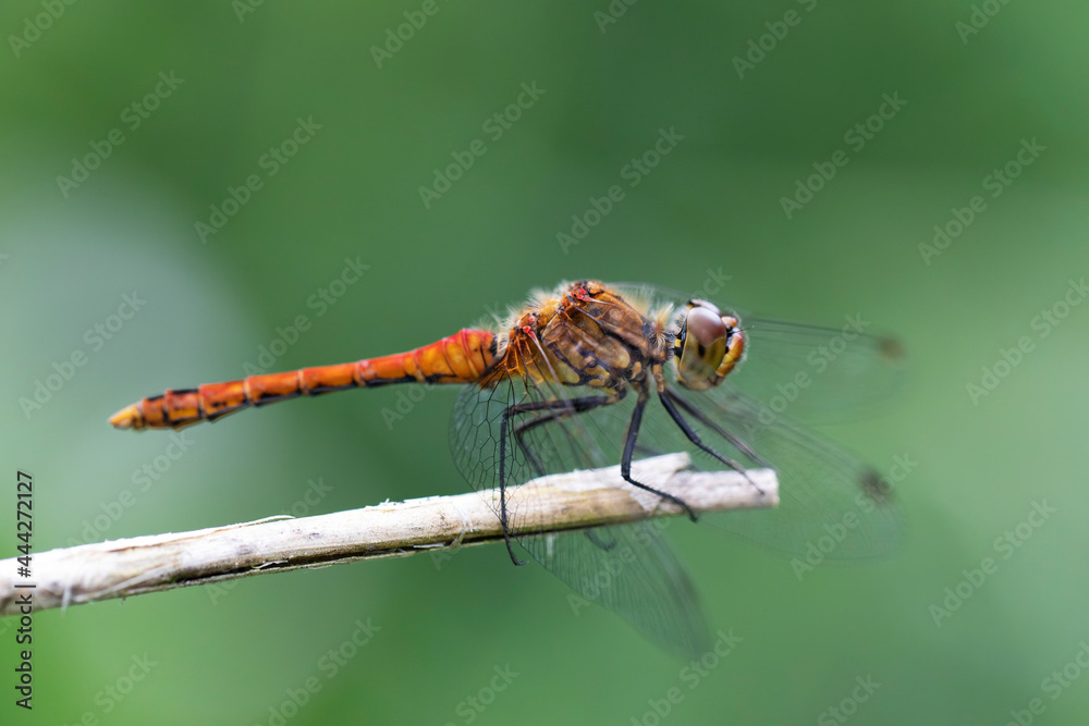 Sympetrum sanguineum Ruby Darter in close-up Sympetrum sanguineum Ruby Darter in close-up