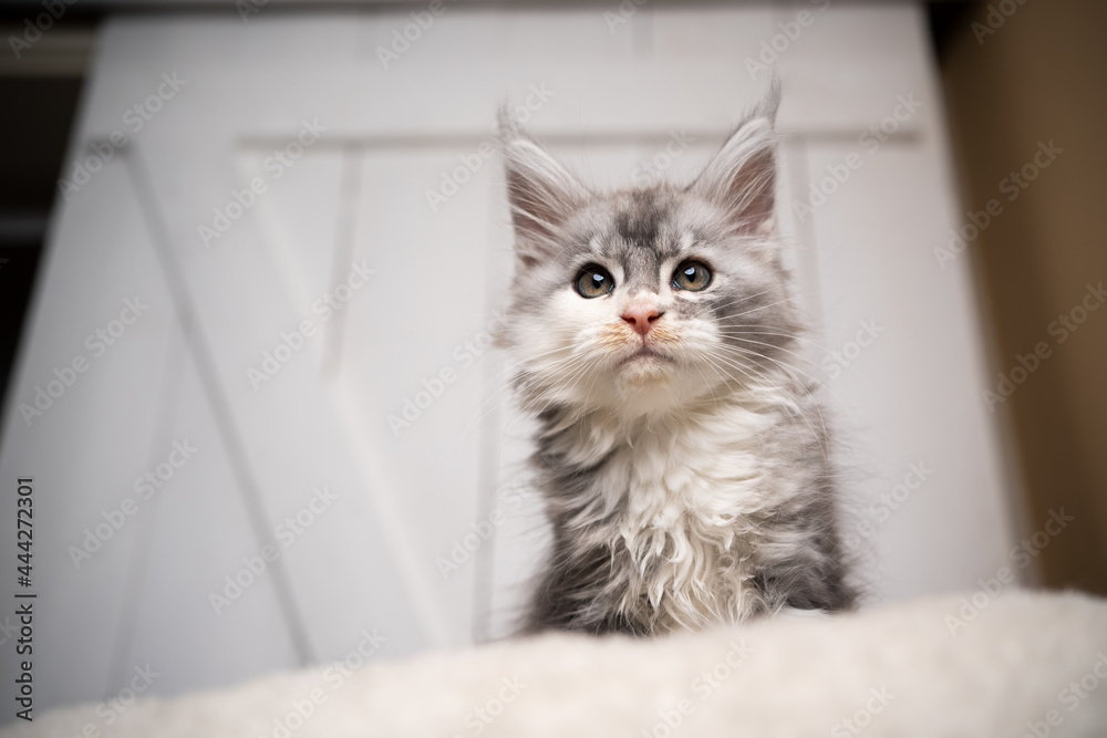 cute black silver torbie white maine coon kitten portrait on white cushion in front of white wooden background with copy space