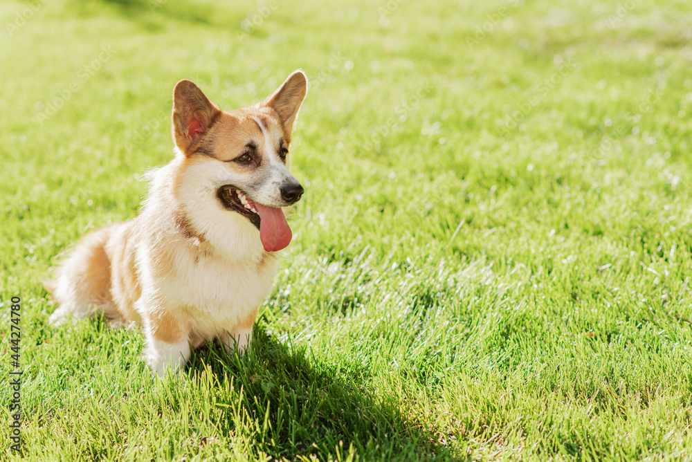 Portrait of a corgi puppy in summer on a background of grass on a sunny day