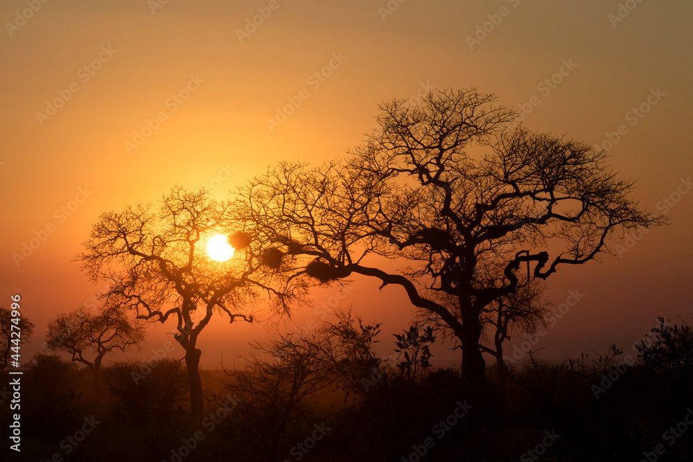 African sunrise with acacia tree, Kruger national park, South Africa.