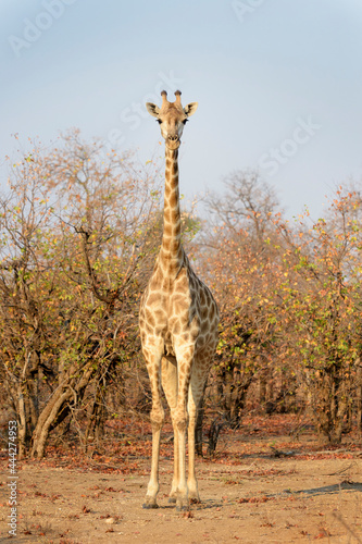 Canvas Print Giraffe (Giraffa camelopardalis) standing and looking at camera, Kruger National