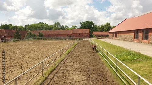 The horse is walking in manege outdoors