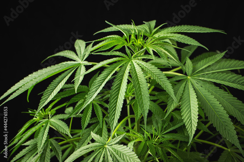 Marijuana leaves  cannabis on a dark background  beautiful background  indoor cultivation