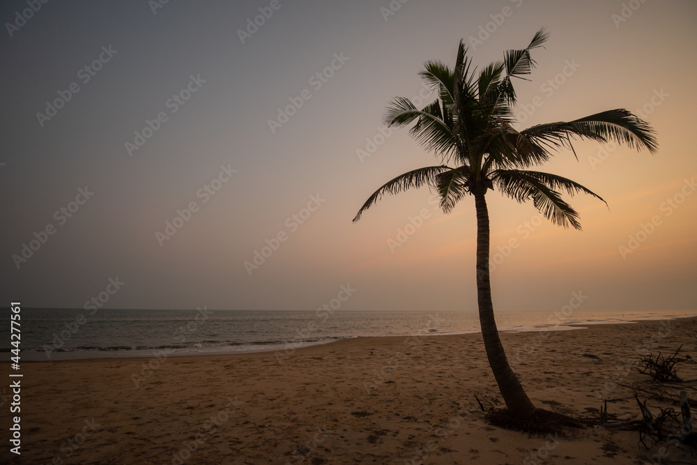 palm tree at sunset