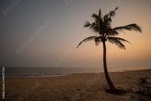 palm tree at sunset