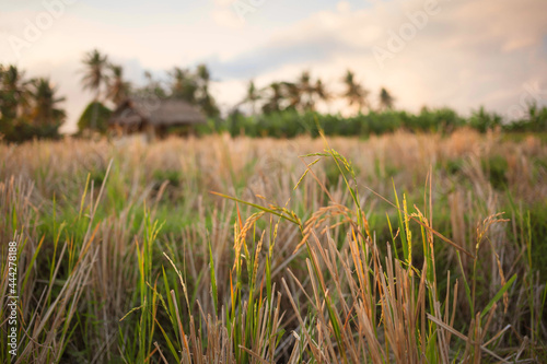 Dry rice grass cut after harvesting. Beautiful idyllic landscape of closeup paddy leaves and blurred palm trees at background at sunset time.