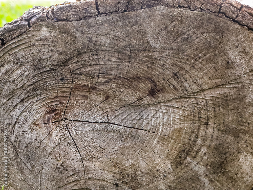 Fototapeta premium Texture and grooves of a wood log with closed framing that can be used as the background of the image 