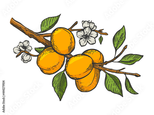 apricot tree branch color line art sketch engraving vector illustration. T-shirt apparel print design. Scratch board imitation. Black and white hand drawn image.