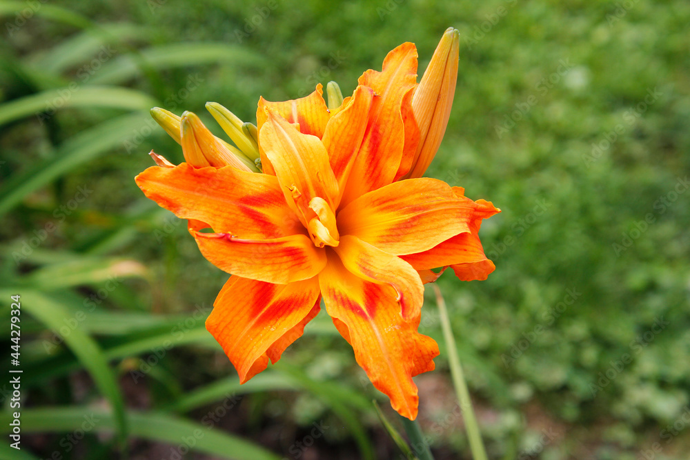 Colored Lily in the daylight. Colored Lily in the daylight.
