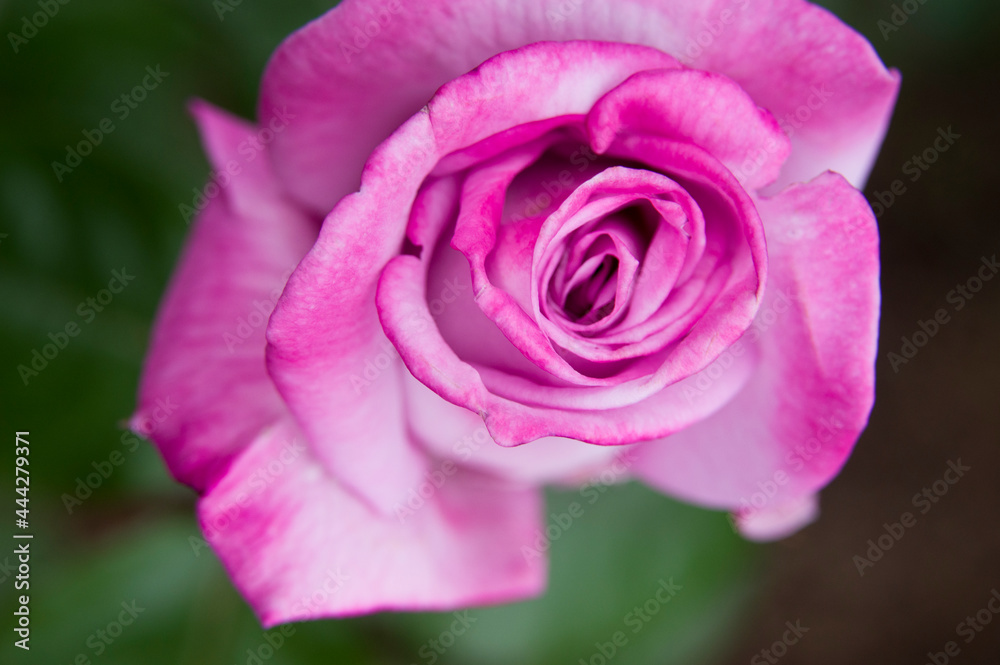 The name of this rose is Pastel Mauve. The name of this rose is Pastel Mauve.