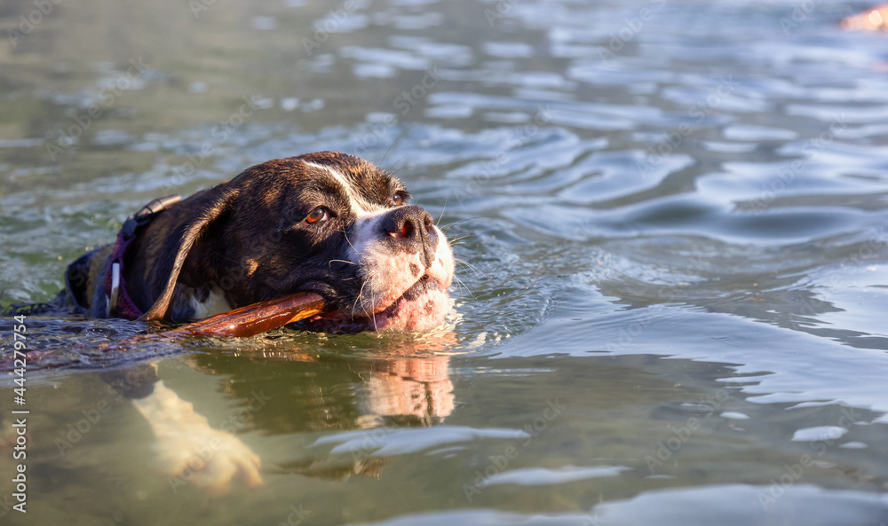 Playful and Funny Boxer Dog swimming in the water. Hot Sunny Summer Day. Alouette Lake in Maple Ridge, Greater Vancouver, British Columbia, Canada. Playful and Funny Boxer Dog swimming in the water. Hot Sunny Summer Day. Alouette Lake in Maple Ridge, Greater Vancouver, British Columbia, Canada.