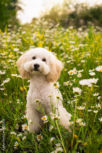 poodle puppy, poodle dog, poodle, happy, spring, summer, domestic, outdoors, lovely, mammal, beautiful, canine, puppy, animal, grass, pet, cute, nature, dog