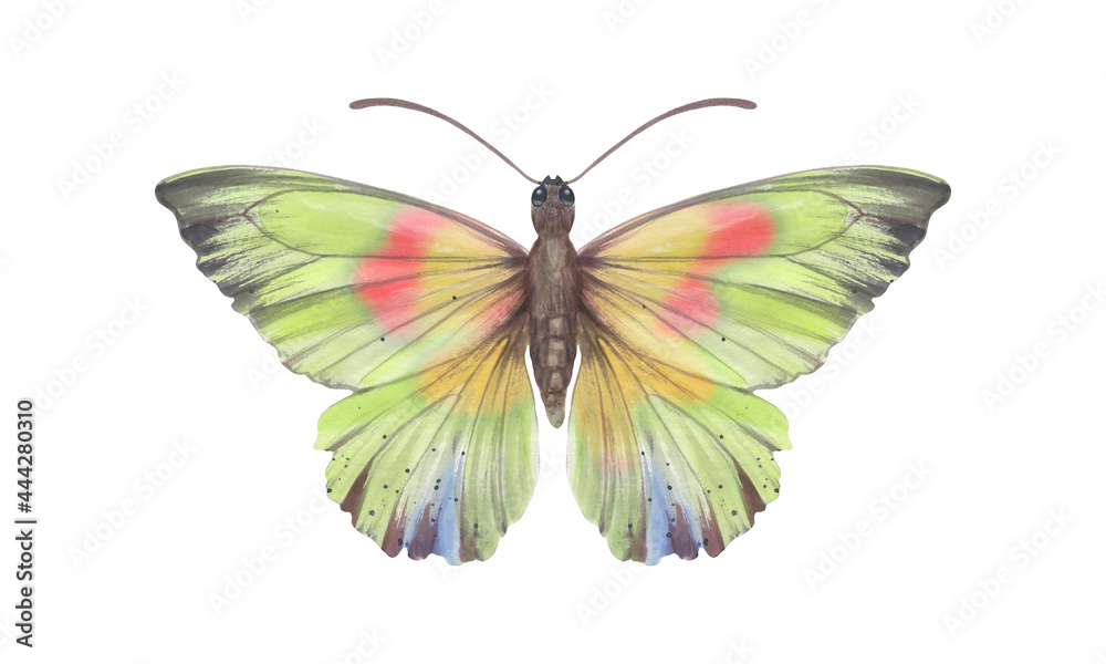 Fototapeta premium Watercolor colorful butterfly, isolate on a white background. Bright hand-drawn butterfly. green and yellow. Suitable for design, scrapbooking, wrapping paper, print.