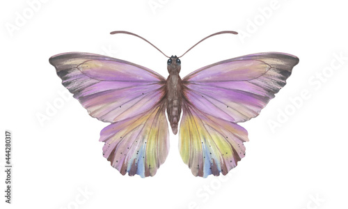 Watercolor colorful butterfly, isolate on a white background. Bright hand-drawn butterfly. purple. Suitable for design, scrapbooking, wrapping paper, print. © Sergei