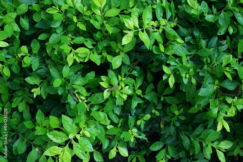 Background of green leafs bush