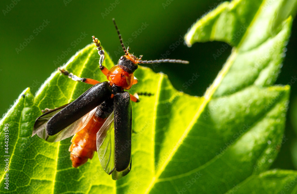 Close-up of a beetle on a leaf. Close-up of a beetle on a leaf.