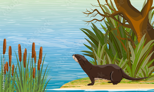 A river otter stands on the bank of the river near the thickets of coastal plants and looks at the water. Eurasian otter Lutra lutra, The Eurasian river otter. Realistic vector landscape