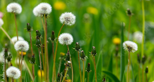 Fluffy dandelion in the park.