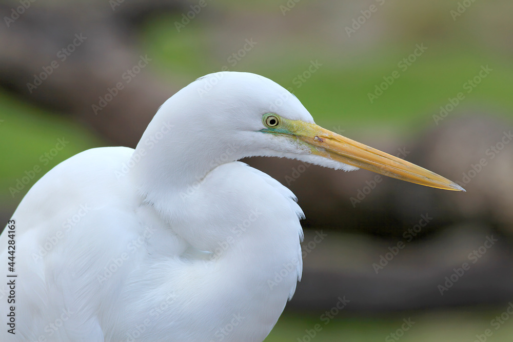 Egret with a blurry background Egret with a blurry background