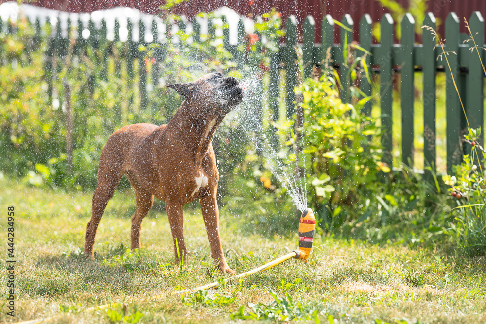 german boxer dog plays with a garden sprinkler on a summer day on the lawn, sprinklers work in summer, lawn watering devices - obrazy, fototapety, plakaty 