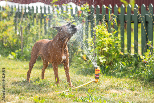 german boxer dog plays with a garden sprinkler on a summer day on the lawn, sprinklers work in summer, lawn watering devices