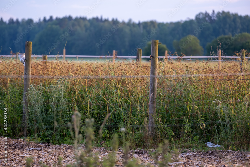A view of a fenced wheat field with forest in the background.