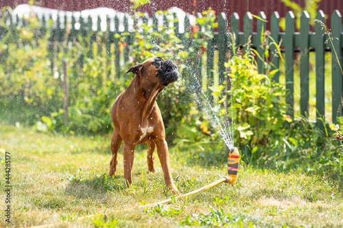 Canvas Print german boxer dog plays with a garden sprinkler on a summer day on the lawn, spri