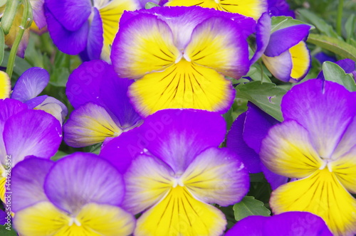 These are the pansies that bloomed in the garden.