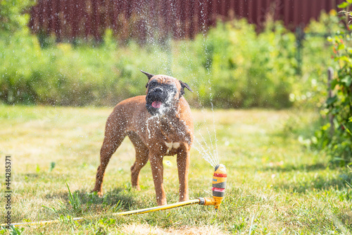 german boxer dog plays with a garden sprinkler on a summer day on the lawn, sprinklers work in summer, lawn watering devices