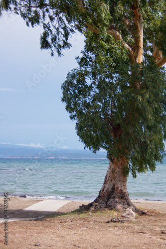 A big tree on a sandy beach on Sardinia island in Italy