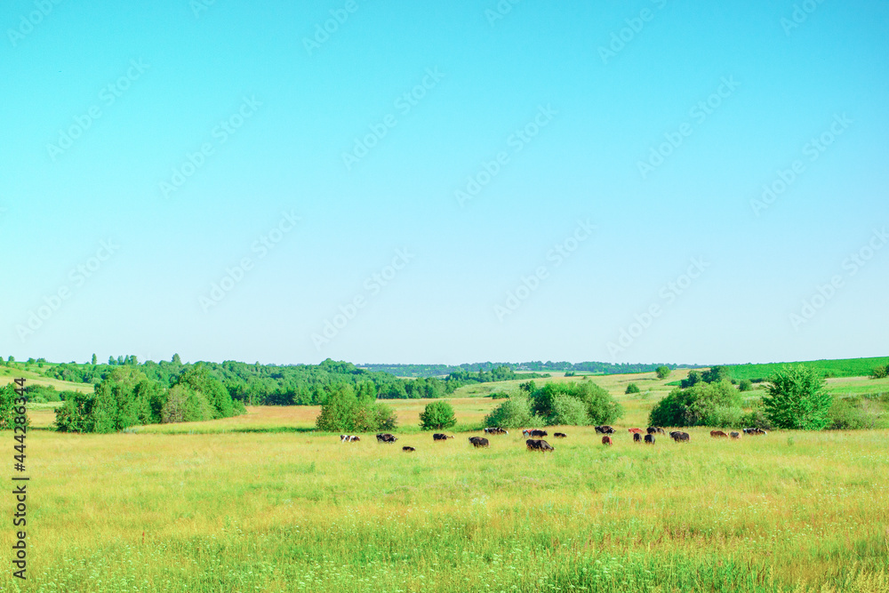 cows graze on a summer meadow on a sunny summer day