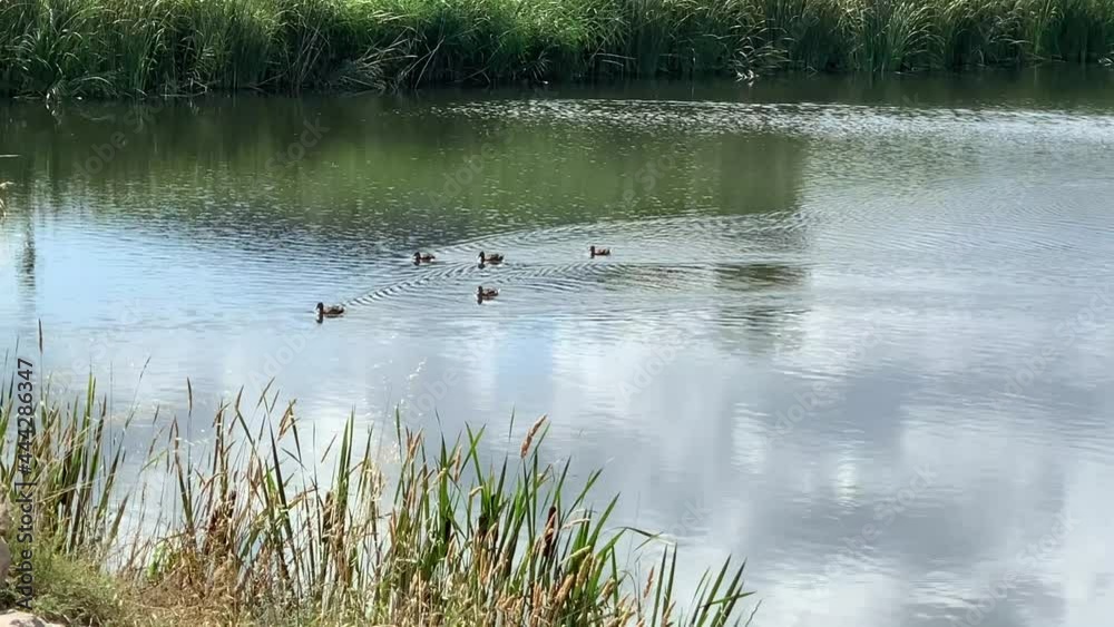 patos nadando en grupo en un precioso lago patos nadando en grupo en un precioso lago
