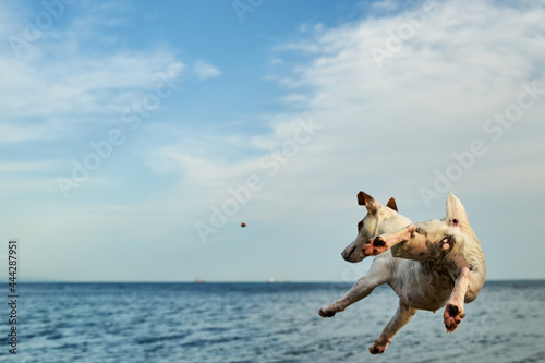 Dog by the sea. The dog plays and jumps on the seashore.