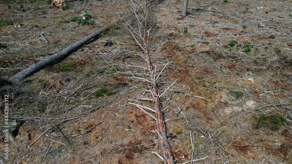 Deforestation, Dead Forest in Germany caused by climate change.