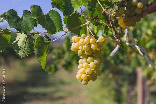 Chardonnay grapes in France, Burgundy photo
