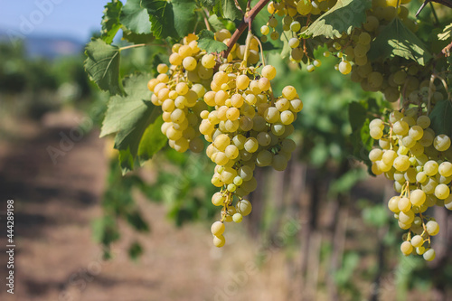 Chardonnay grapes in France, Burgundy