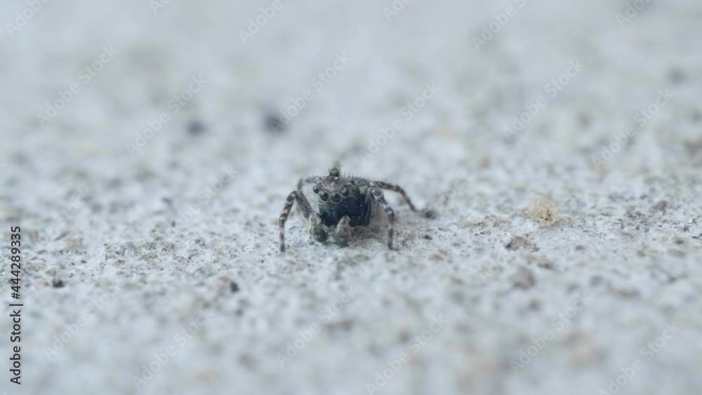 Jumping Spider insect, family Salticidae, on the ground, macro closeup Jumping Spider insect, family Salticidae, on the ground, macro closeup