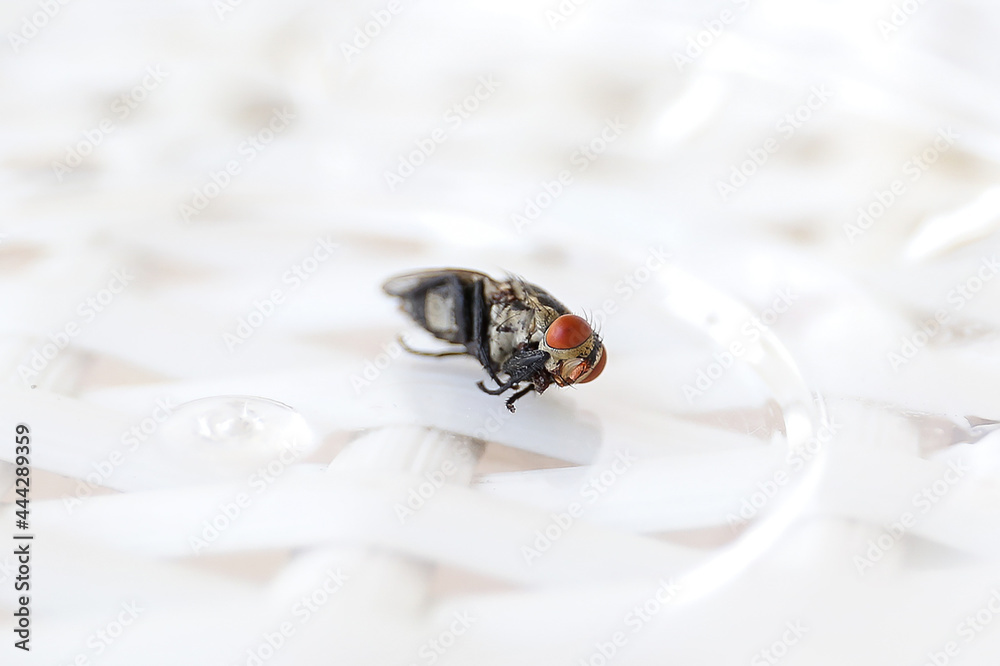 Common fly on a white chair, macro flies. A small common housefly insect macro photo on a white chair. Common fly on a white chair, macro flies. A small common housefly insect macro photo on a white chair.
