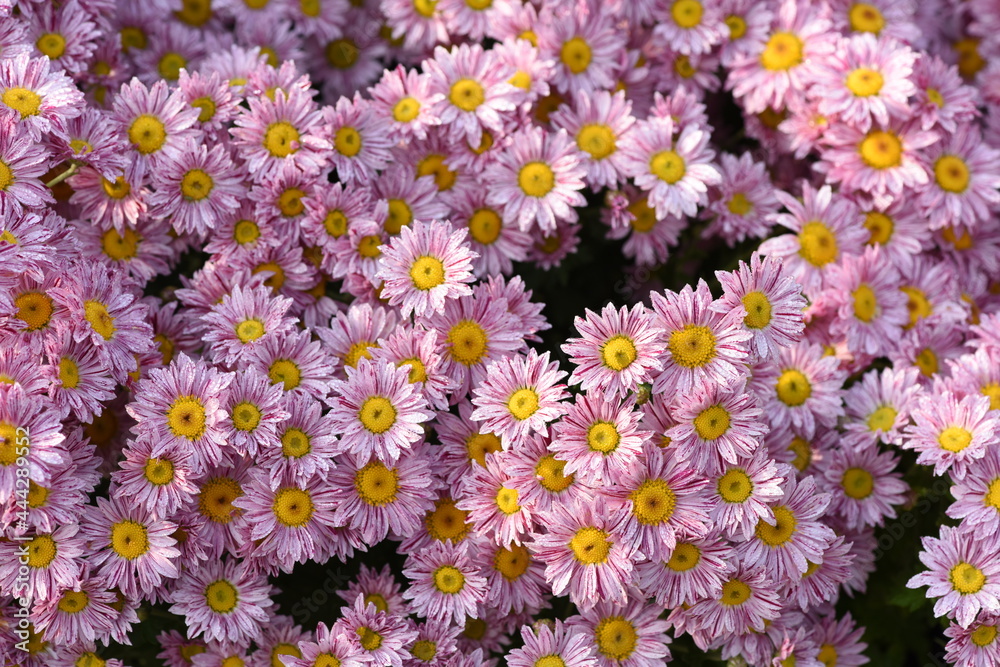 Obraz premium Chrysanthemum