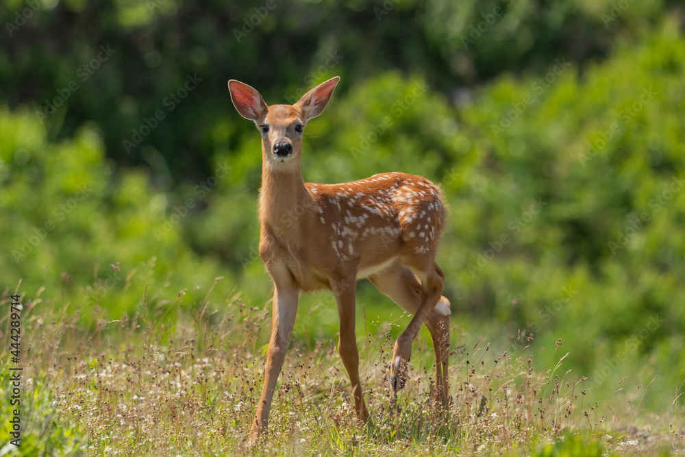 A Whitetail fawn looking at me in curiosity. A Whitetail fawn looking at me in curiosity.