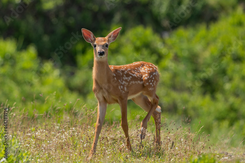A Whitetail fawn looking at me in curiosity. © michel