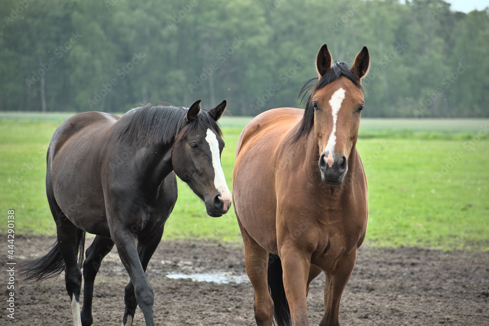 Horse duo Horse duo