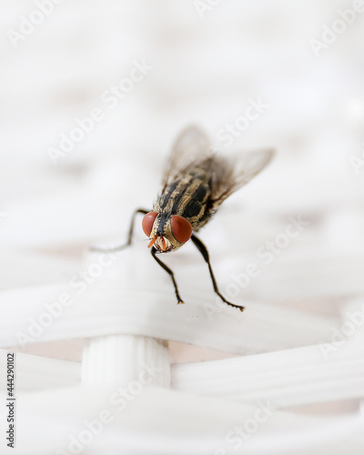 Common fly on a white chair, macro flies. A small common housefly insect macro photo on a white chair.