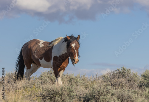 Fototapeta Naklejka Na Ścianę i Meble -  Beautiful Wild Horse in the Utah Desert in Springtime
