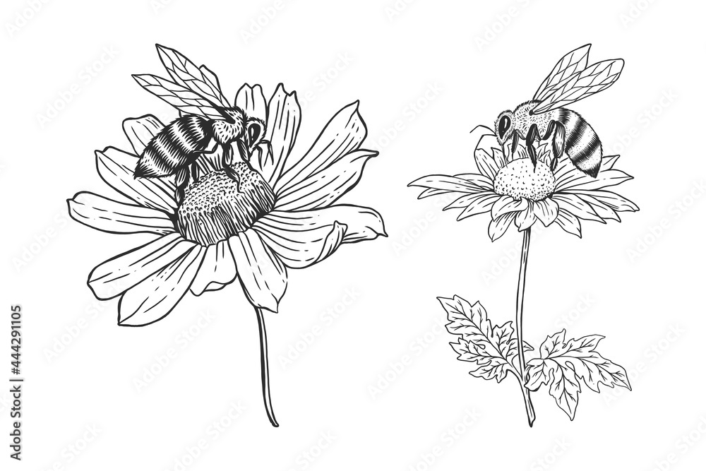 Bee with flower hand drawn illustrations template set Stock Vector ...