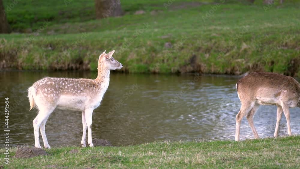 Fallow deer staring and looking away near the river in the woods. Animal observing in natural environment. Doe waving its ears and tails. Young bucks on the meadow near water. Fallow deer staring and looking away near the river in the woods. Animal observing in natural environment. Doe waving its ears and tails. Young bucks on the meadow near water.