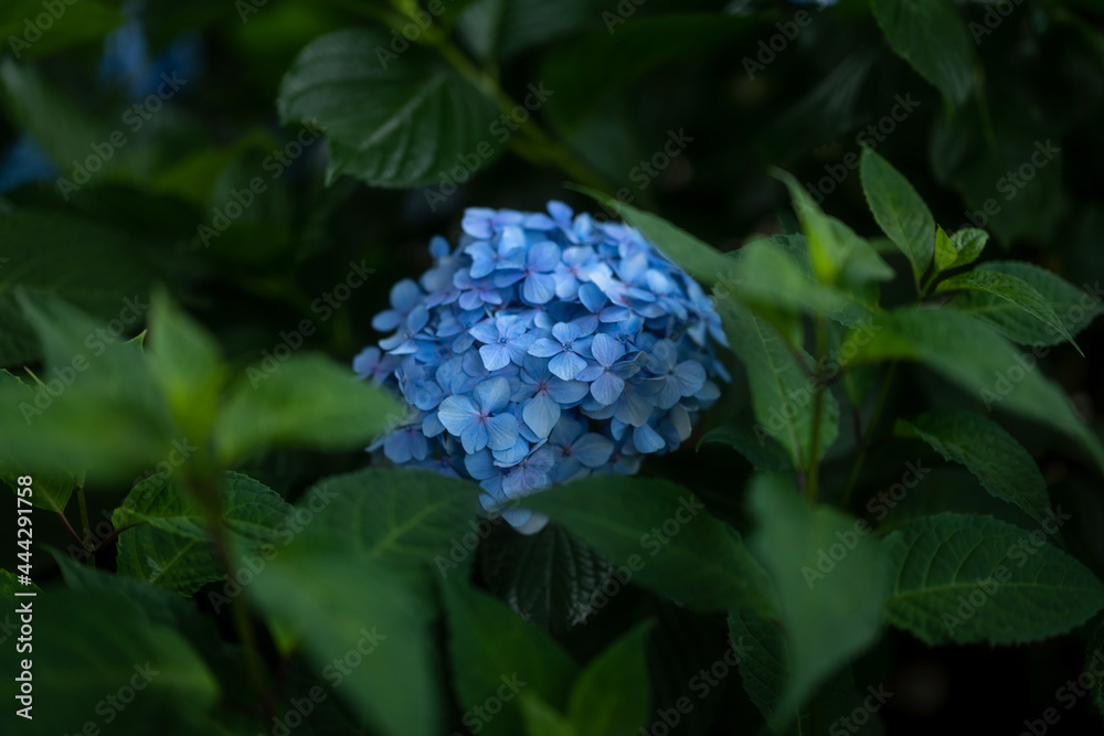 Hortensie