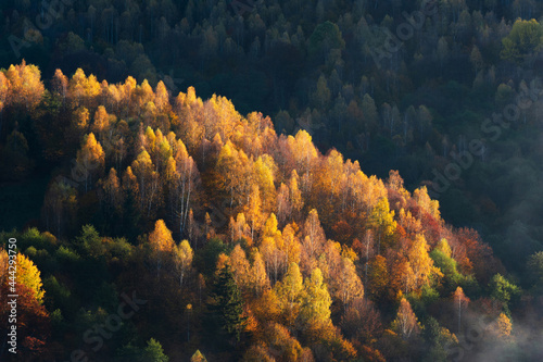 Morning sunlight over autumn forest