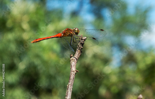 Red dragonfly sitting on a branch against a background of green trees on a summer day